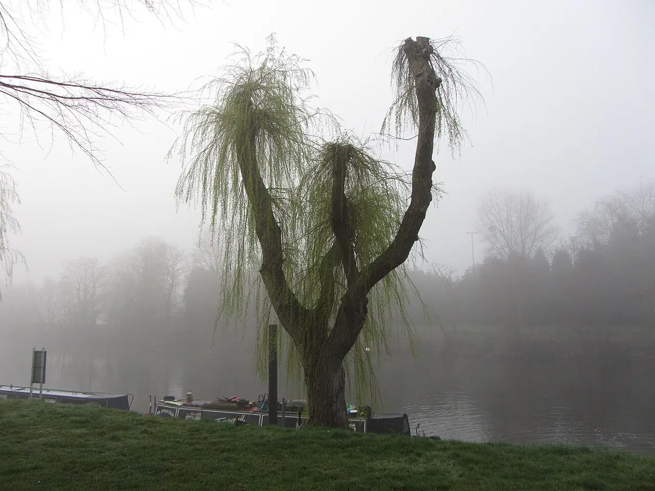Willow backdrop